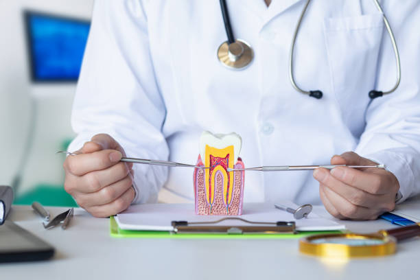 Best Emergency Dental Care for Broken or Chipped Teeth in Orwigsburg, PA